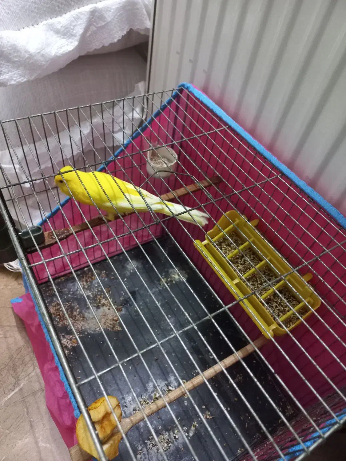 قناری نر رسمی بلند نژاد دار مست مست|پرنده|آمل, |دیوار