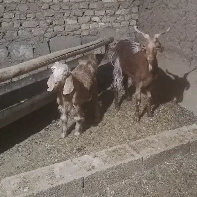 بز و بزغاله|حیوانات مزرعه|میلاجرد, |دیوار