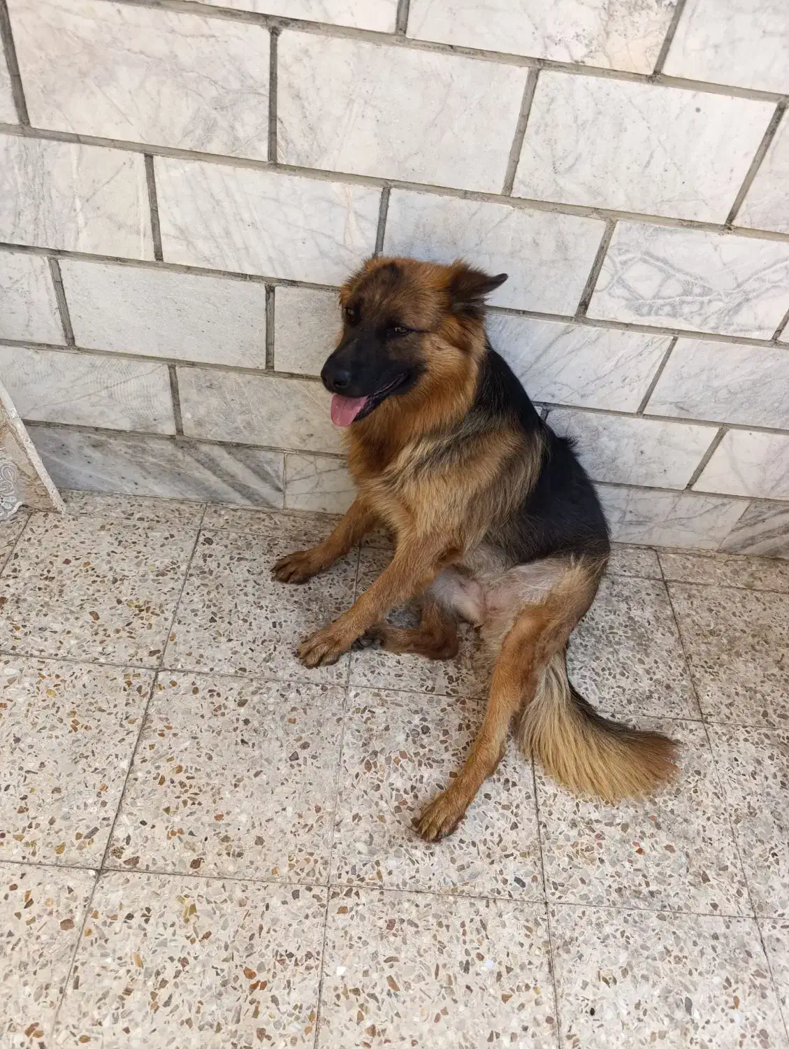 واگذاری|سگ|کرج, باغستان|دیوار