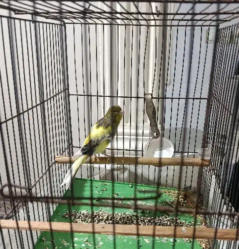 قناری نر|پرنده|گلستان (تهران), |دیوار