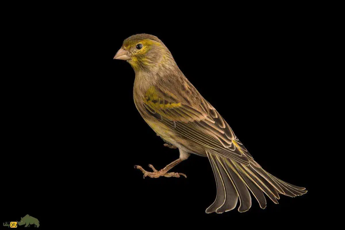 ماده قناری|پرنده|یزد, |دیوار