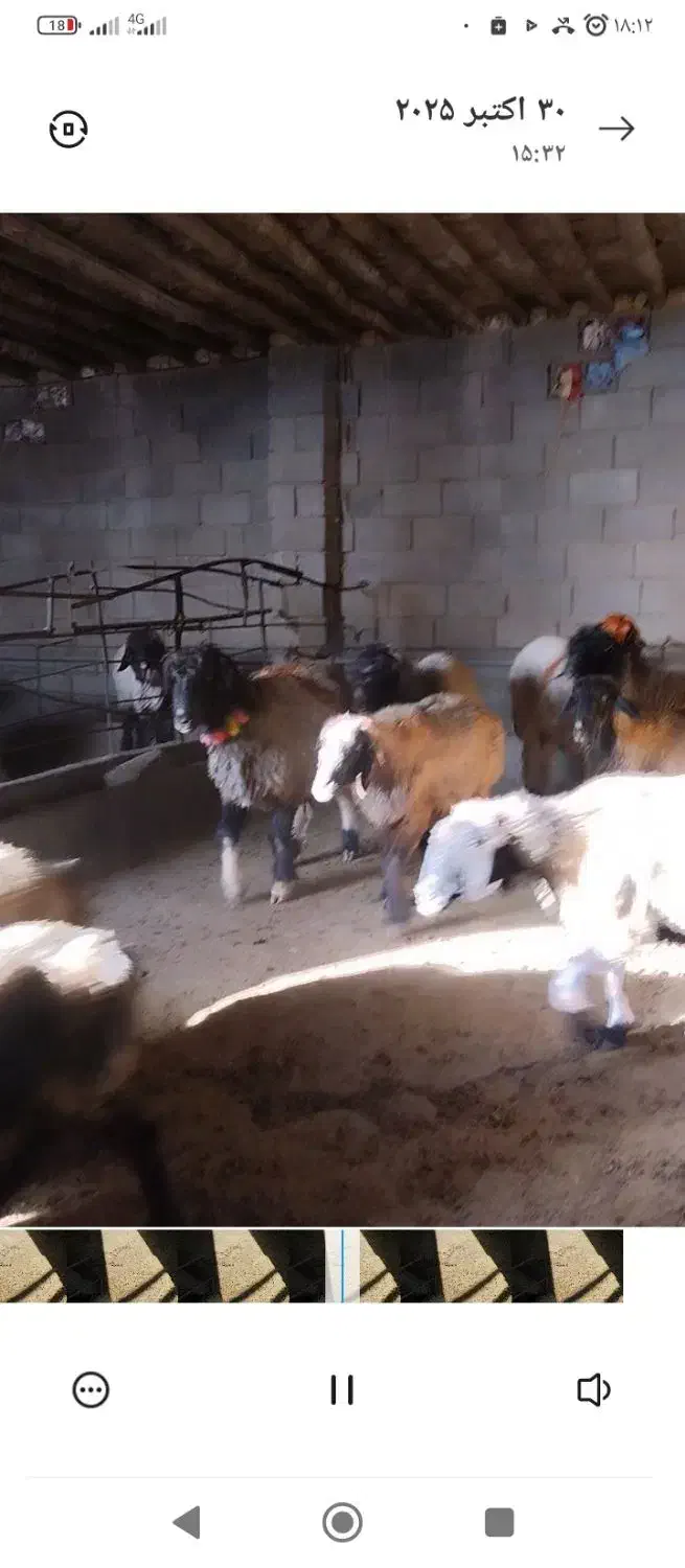 میش|حیوانات مزرعه|شهرضا, |دیوار