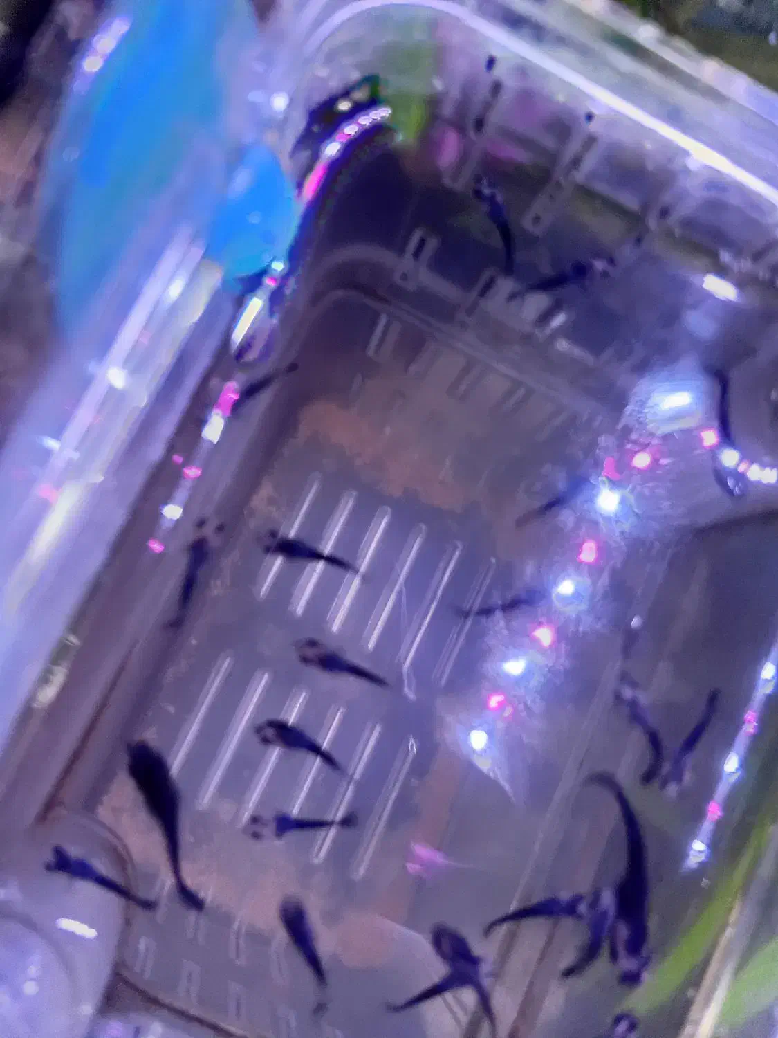 ماهی خوشگل اکواریوم|ماهی|اراک, |دیوار