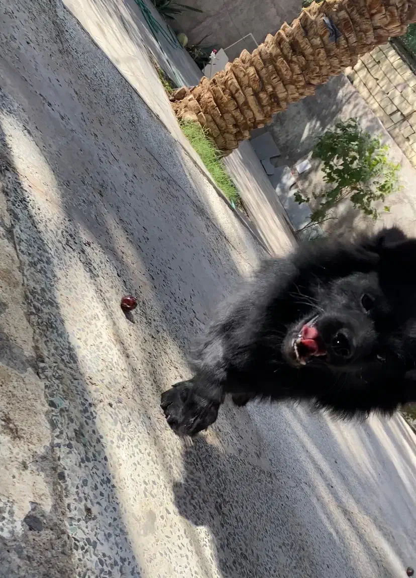 سگ پامر|سگ|بم, |دیوار