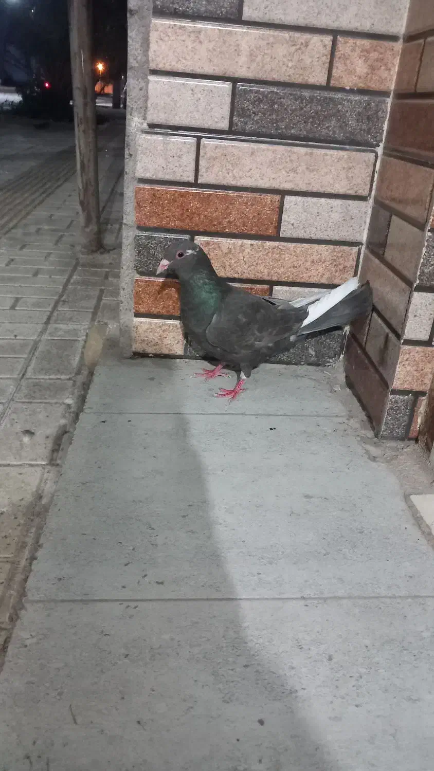 کفتر|پرنده|بم, |دیوار