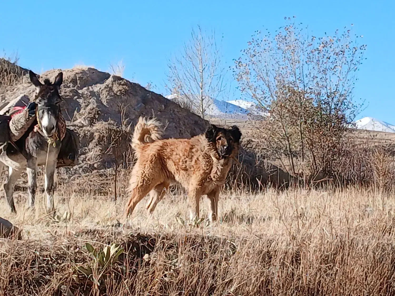 سگ گله ای|سگ|بستان آباد, |دیوار
