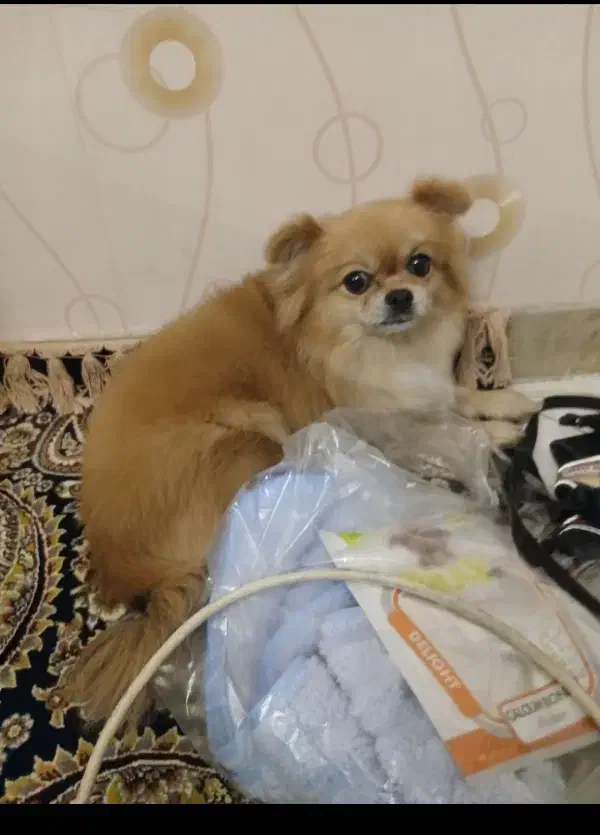 پامر ....|سگ|شهر ری, علایین|دیوار