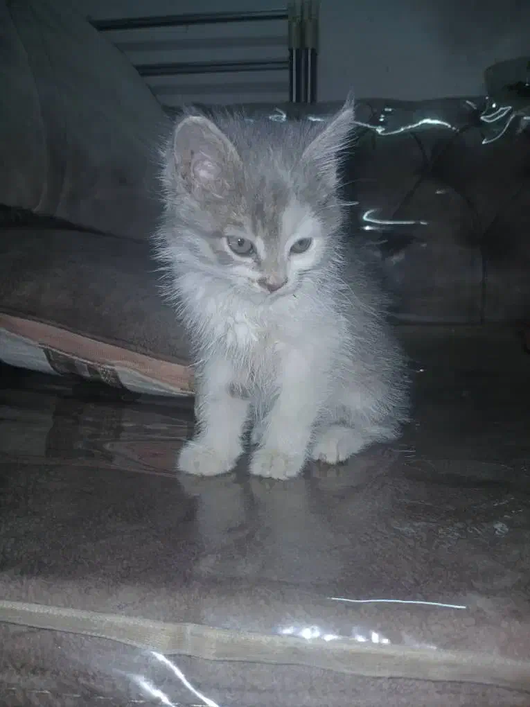 واگذاری بچه گربه|گربه|اصفهان, خانه اصفهان|دیوار