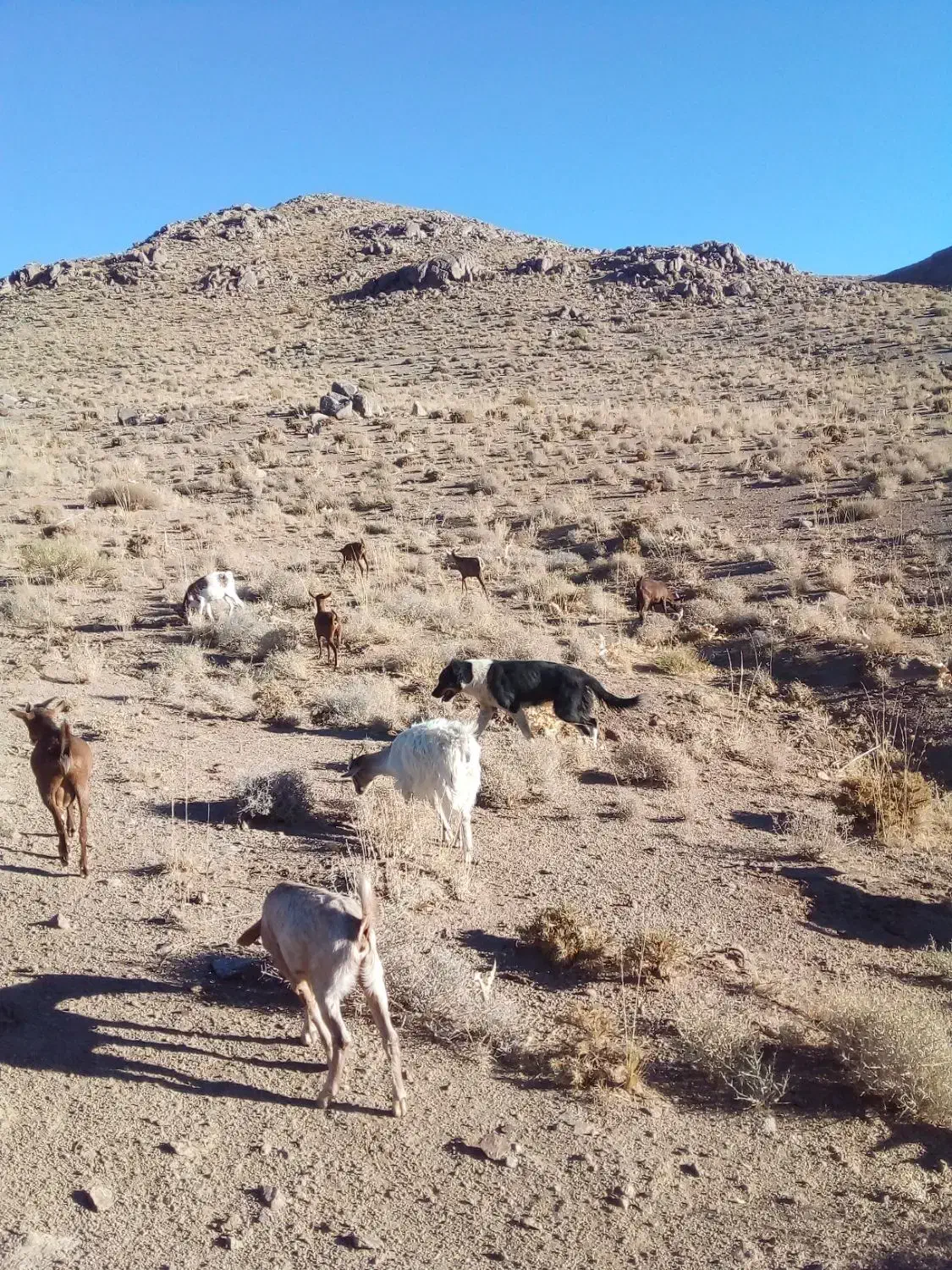 سگ ...|سگ|تفت, |دیوار