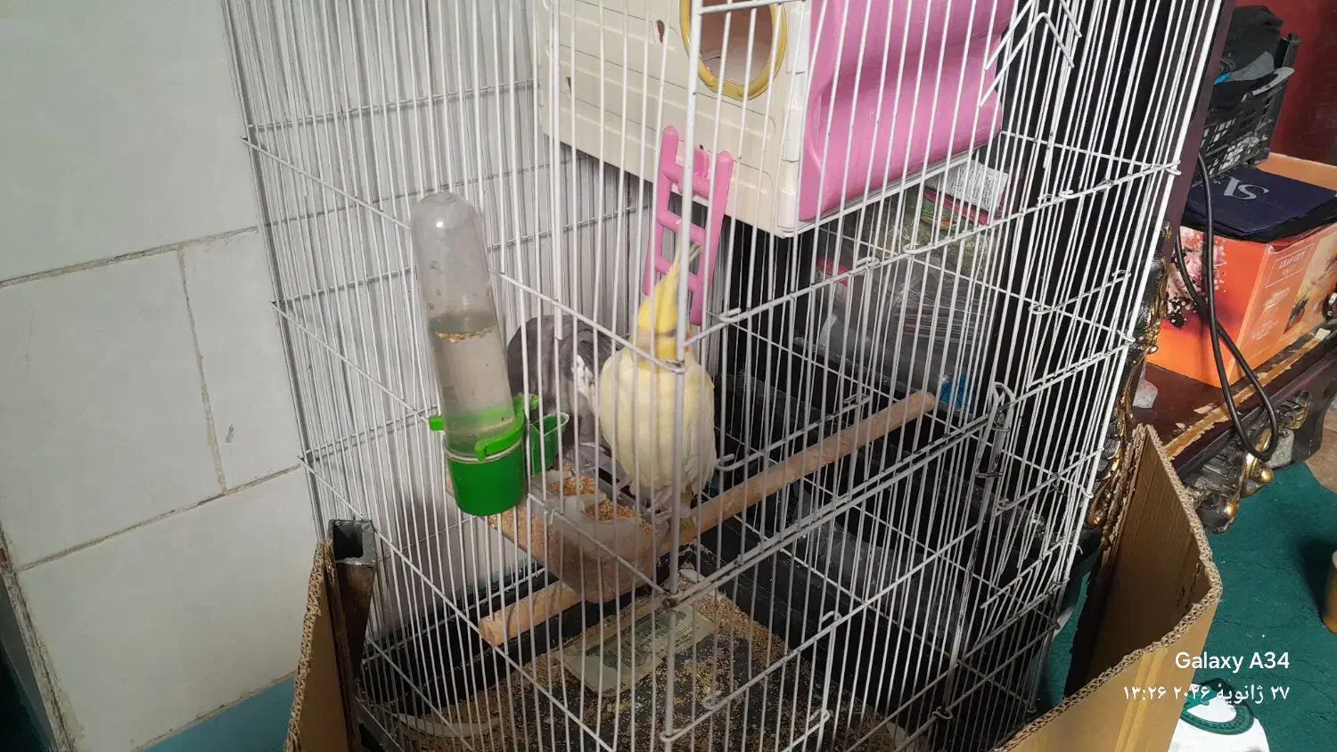 عروس هلندی|پرنده|جیرفت, |دیوار