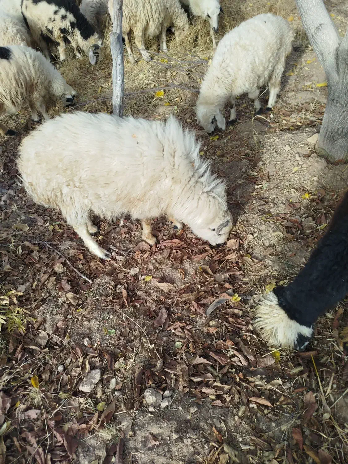 بره نر|حیوانات مزرعه|مروست, |دیوار