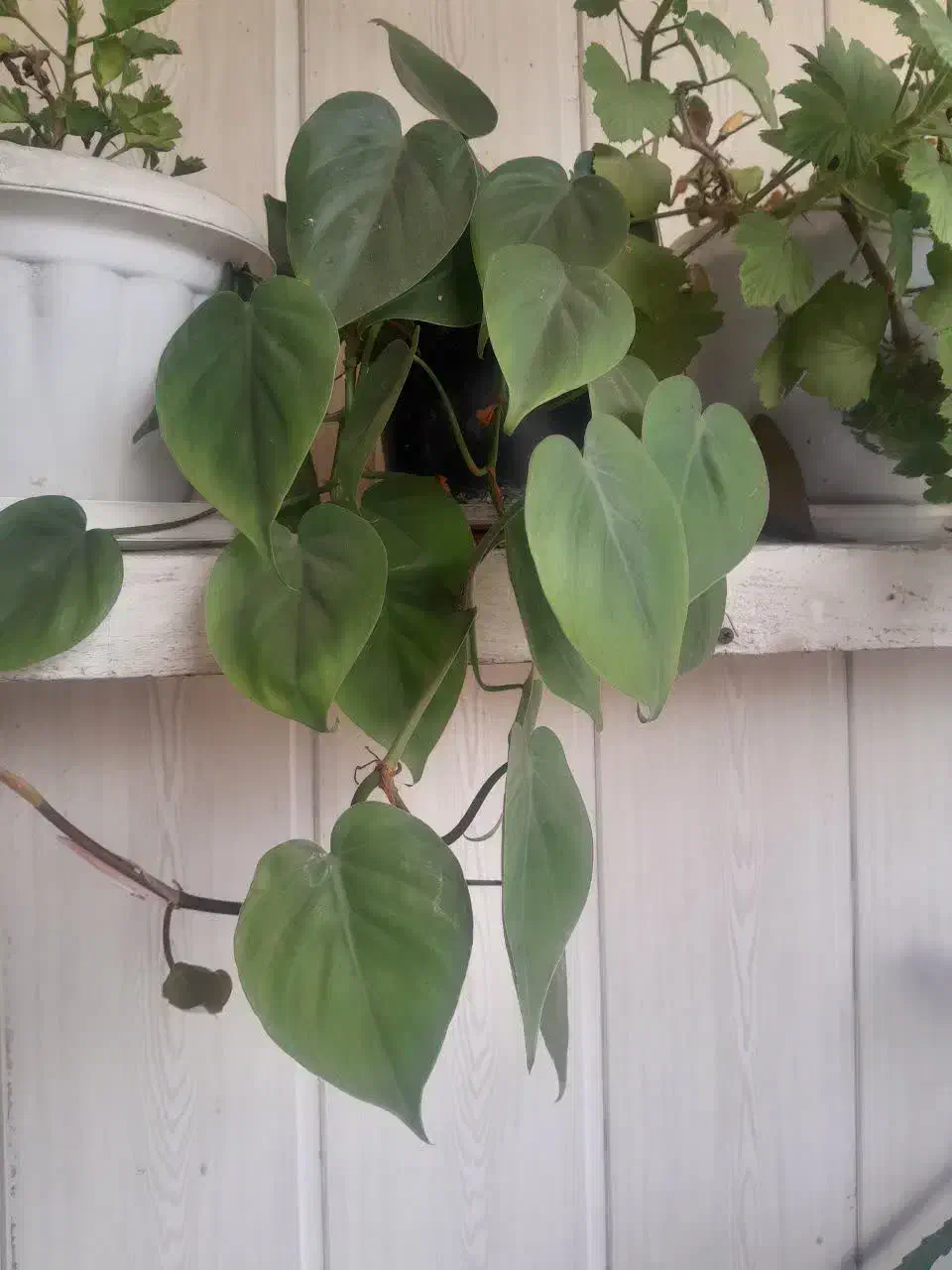 گلهای زیبا|گل و گیاه طبیعی|رشت, آب آسیاب|دیوار