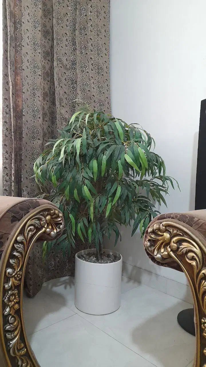 درختچه مصنوعی|گل مصنوعی|پیشوا, |دیوار