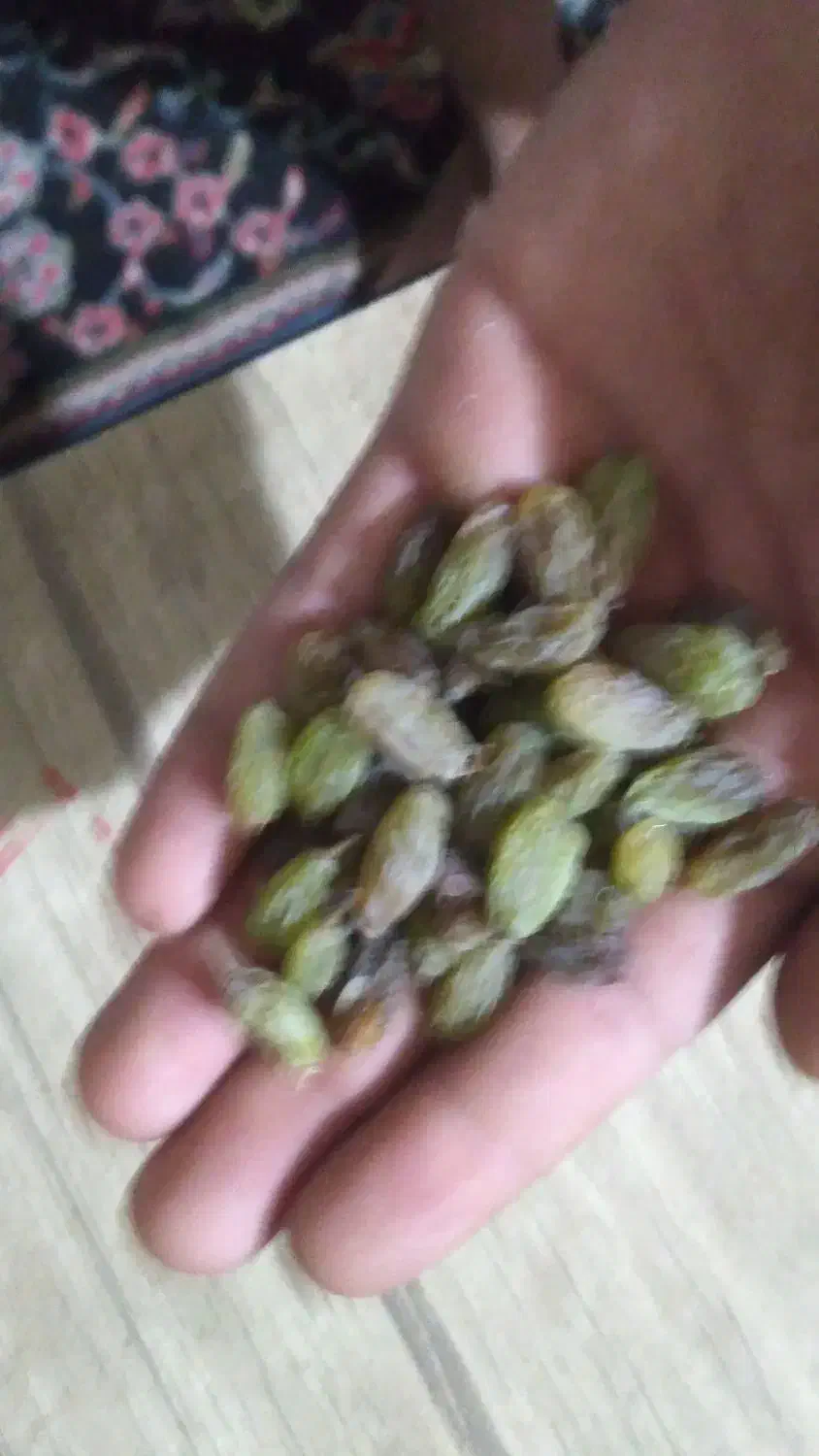 فروش کشمش سبز و کشمش آفتابی|خوردنی و آشامیدنی|بوانات, |دیوار