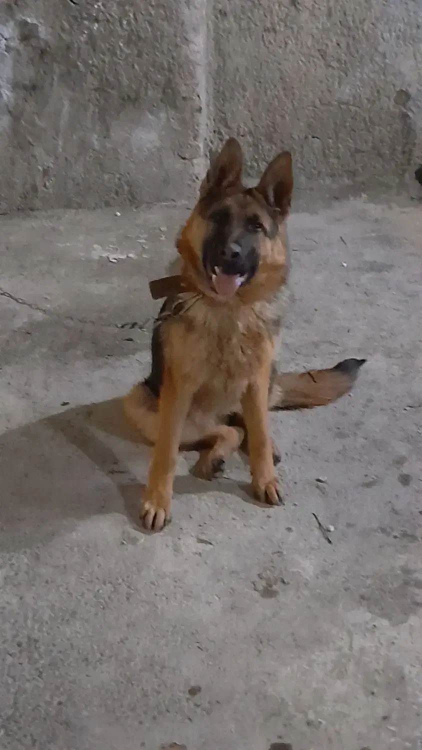 ژرمن ورک اصیل|سگ|محمدشهر, ولدآباد|دیوار