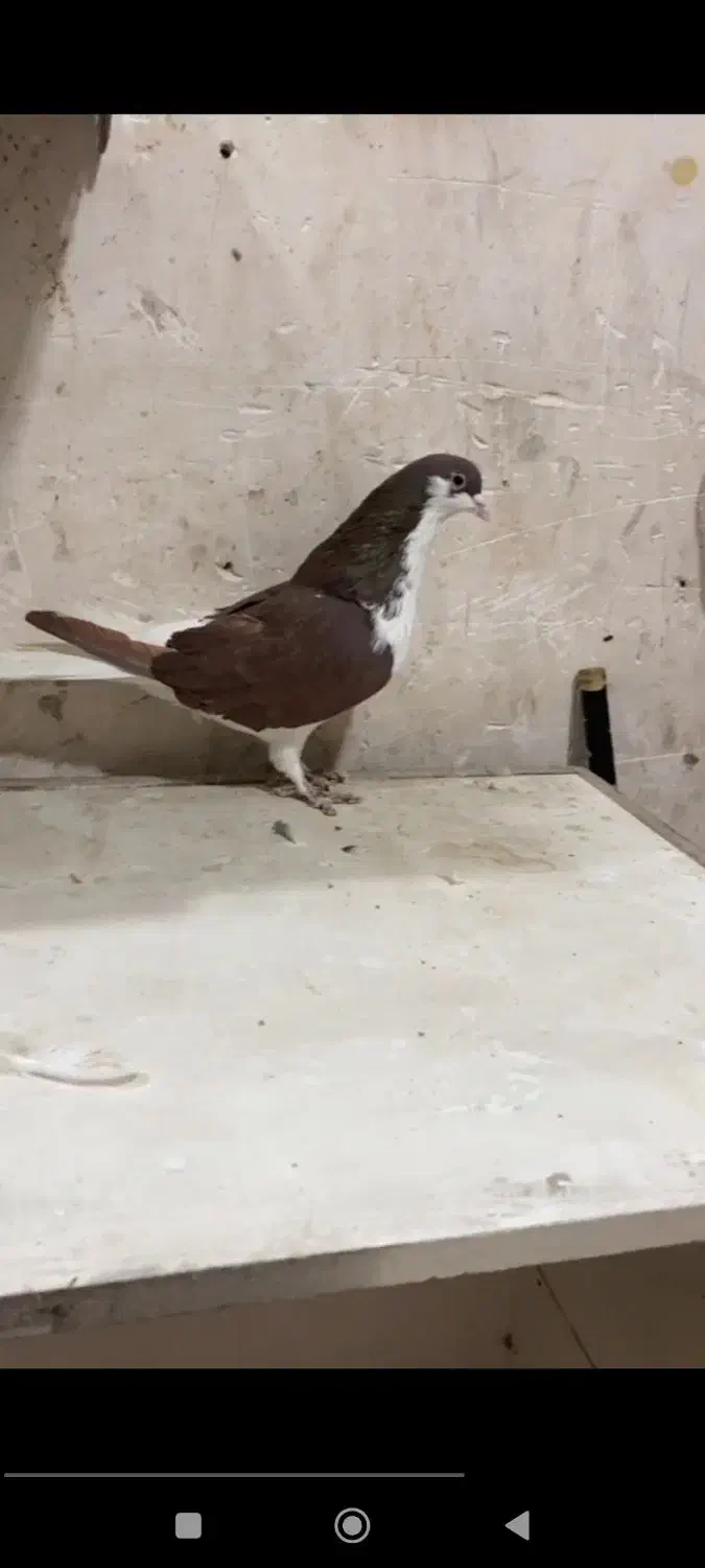 راست سرخ|حیوانات|بوئین زهرا, |دیوار