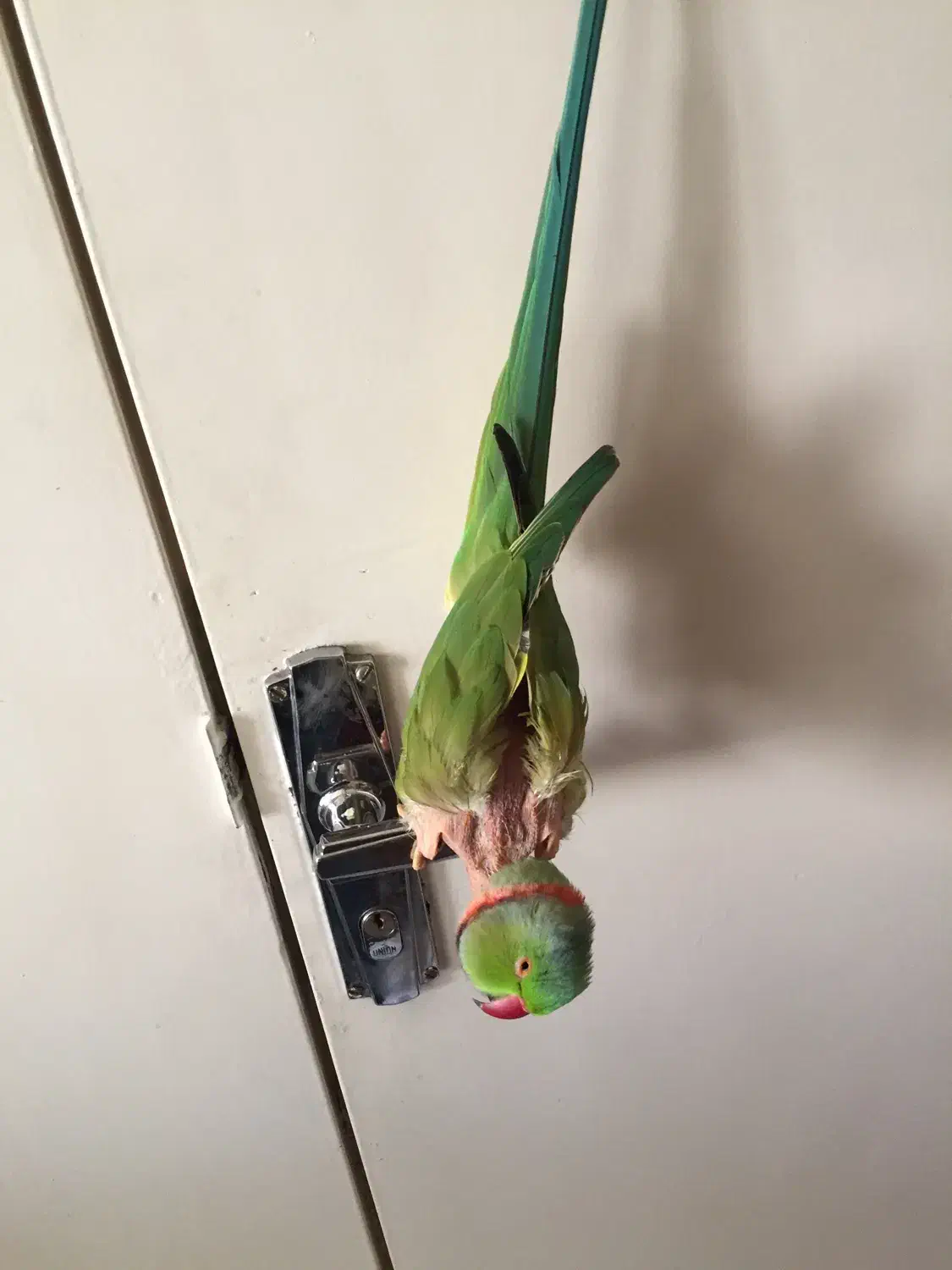 حیوانات گمشده|حیوانات|تهران, صادقیه|دیوار