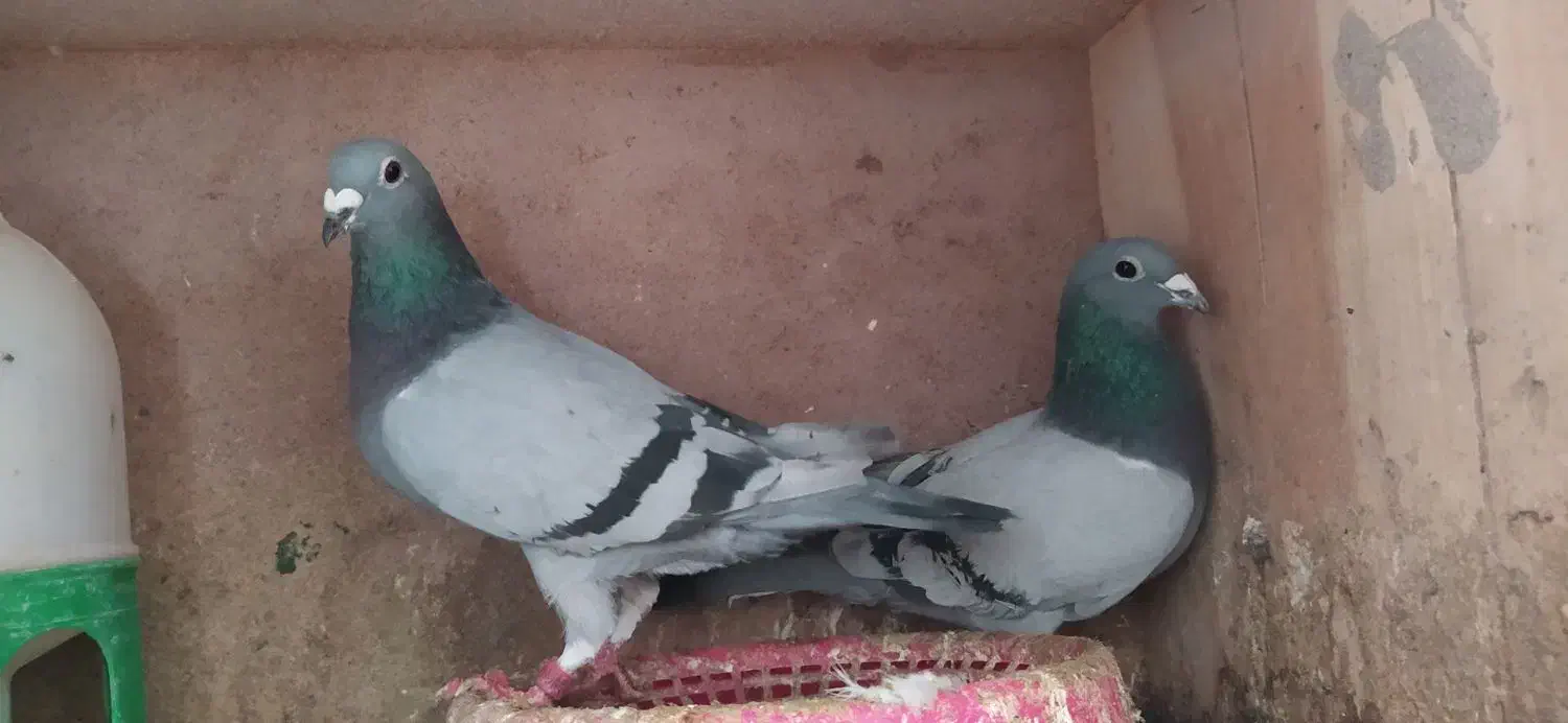 پشتی کبوتر|پشتی|مشهد, بهار|دیوار