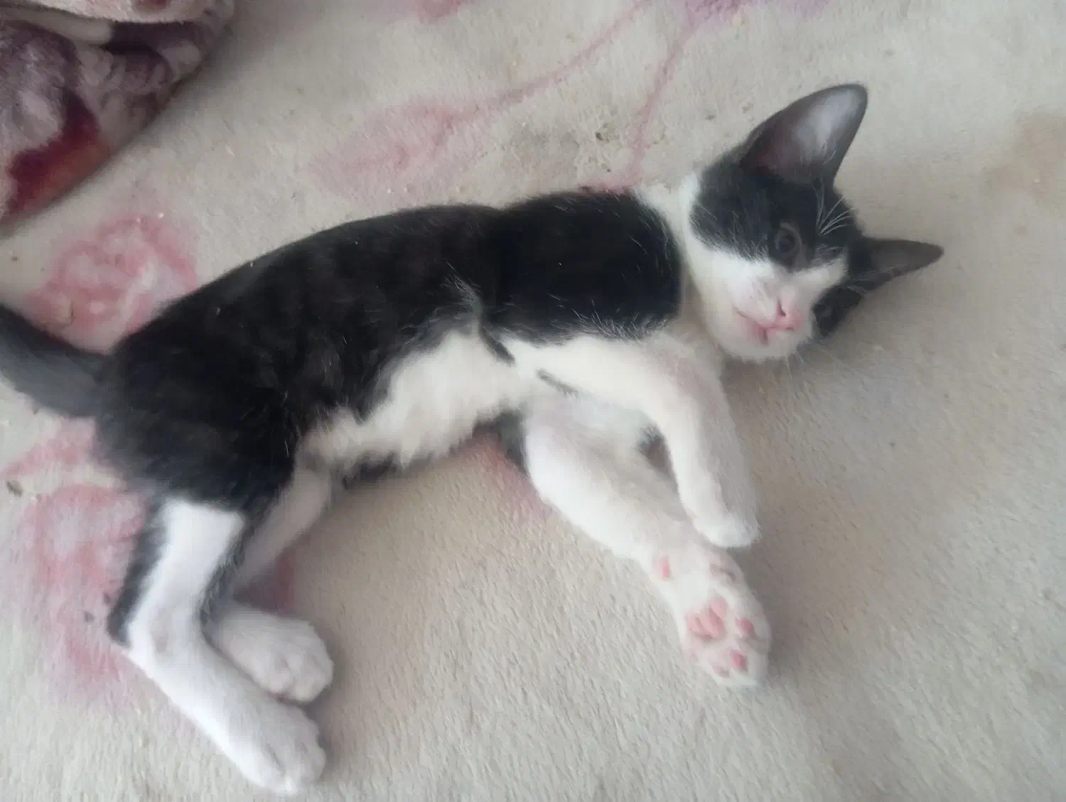 پناهگاه امن برای گربه آسیب دیده|گربه|بروجرد, |دیوار