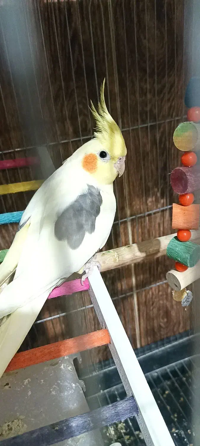 عروس هلندی|پرنده|تربتحیدریه, باغ سلطانی|دیوار