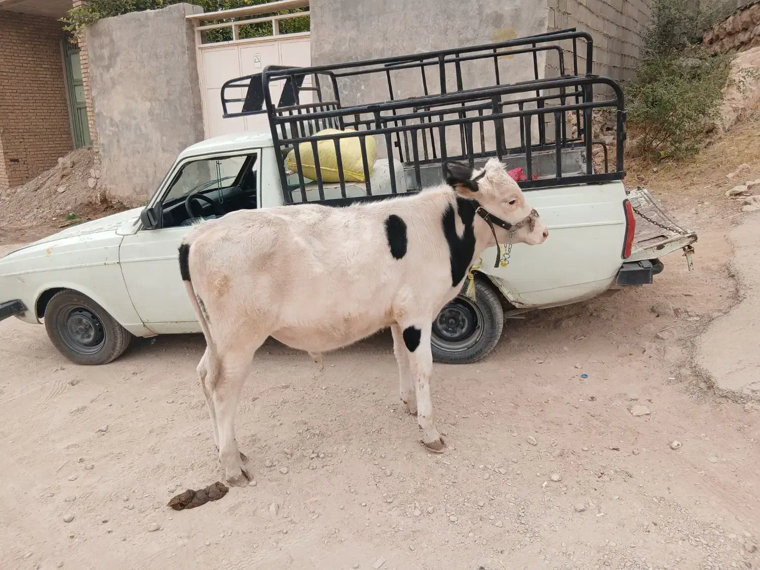 پل سمینتال|حیوانات مزرعه|ایذه, |دیوار