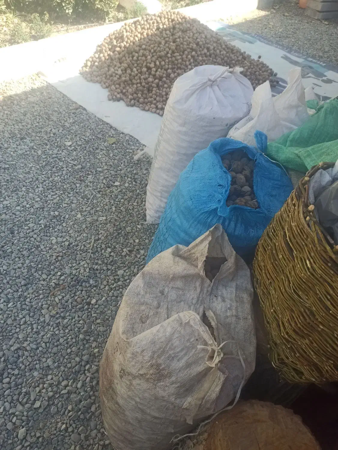 گردو پوست کاغذی روغنی تویسرکان(تازه)|خوردنی و آشامیدنی|کرج, شهرک نهال و بذر|دیوار