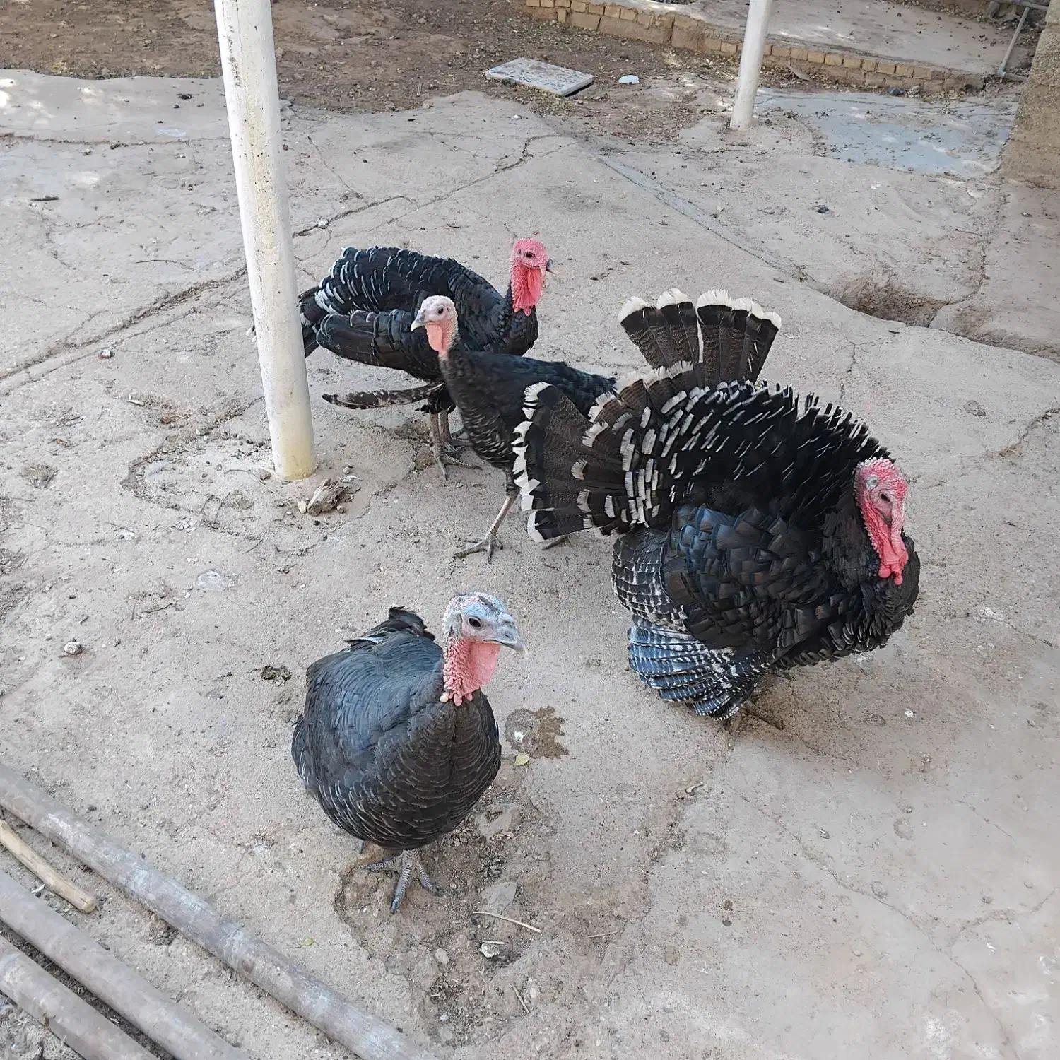 بوقلمون|حیوانات مزرعه|مسجد سلیمان, |دیوار