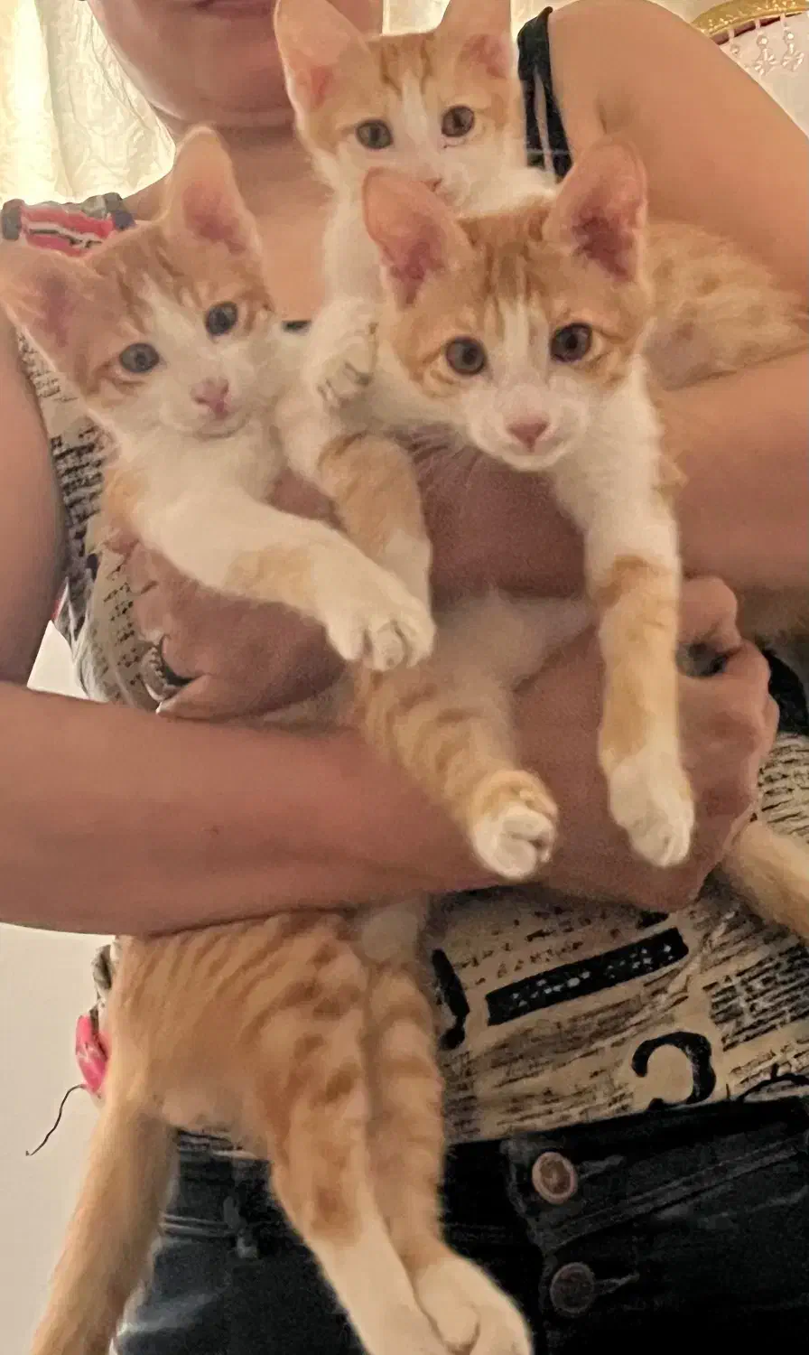 بچه گربه|گربه|فردوسیه, |دیوار