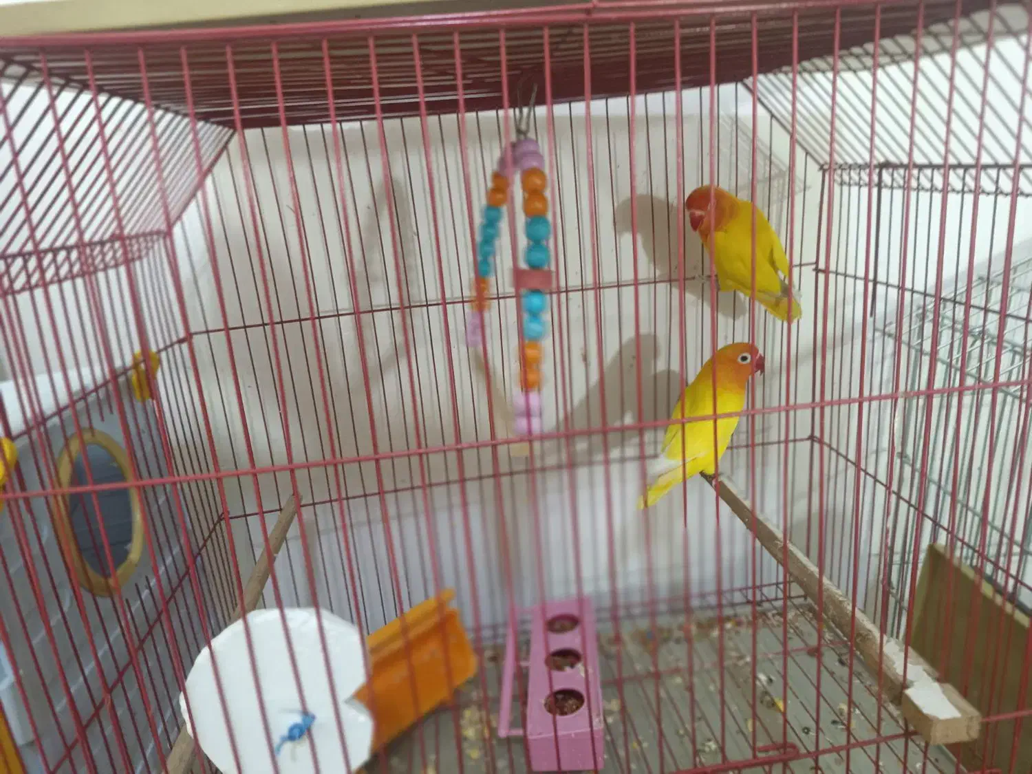 جفت طوطی برزیلی آماده تخم مولد به شرط|پرنده|باوی, |دیوار