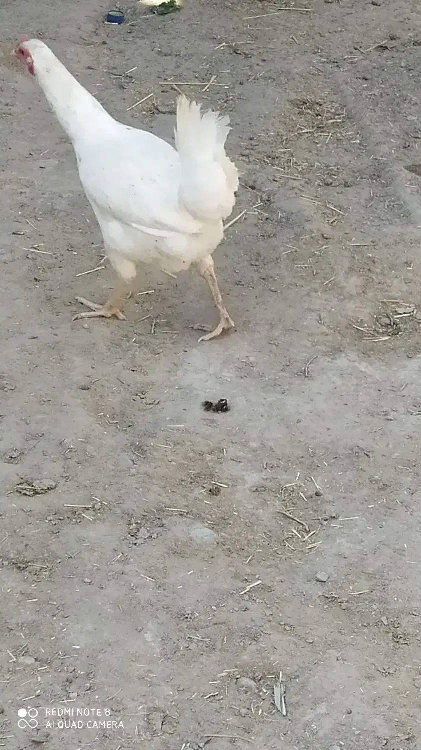 مرغ خونگی فروشی|حیوانات مزرعه|زهک, |دیوار