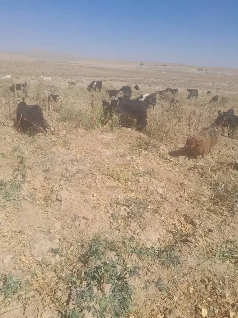 ۸۰راس بز یک دست جوان فروشی|حیوانات مزرعه|خرم بید, |دیوار