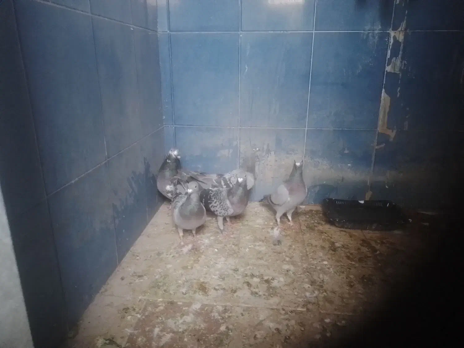 پلاکی گرفتنی|پرنده|اندیمشک, |دیوار