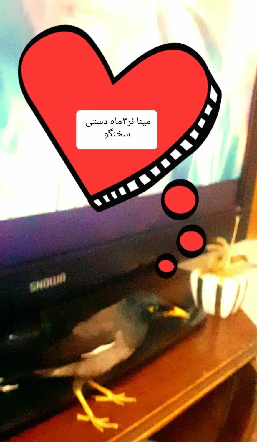 پرنده مینا افغان سخنگو 4کلمه حرف میزنههدستی ۳ماه|پرنده|زاهدان, |دیوار