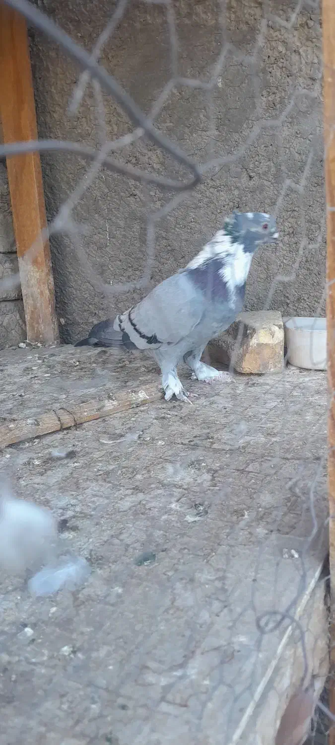 کبوتر|پرنده|اردکان, |دیوار