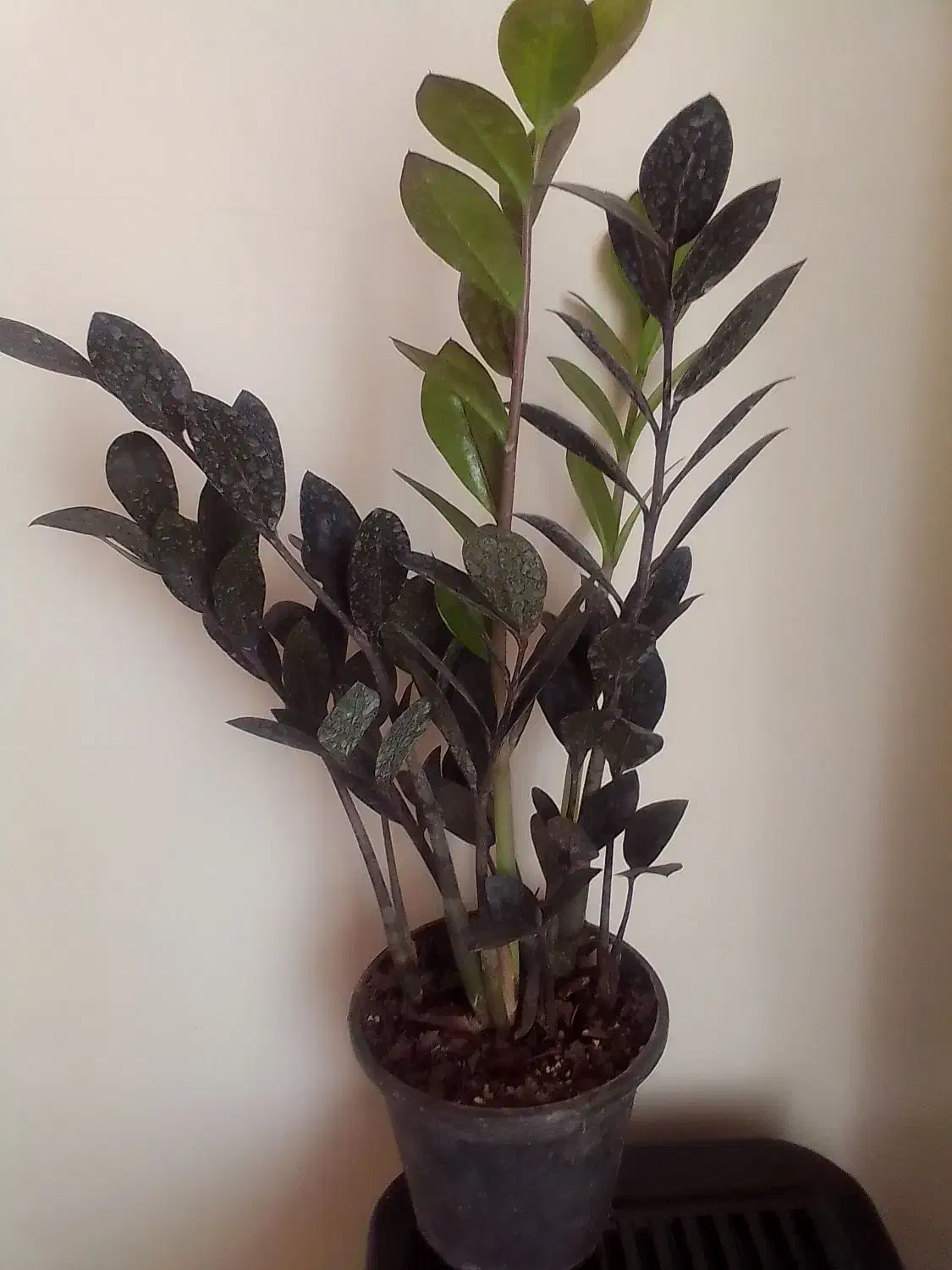 فروش گل آپارتمانی و زینتی|گل و گیاه طبیعی|تالش, هشتپر|دیوار