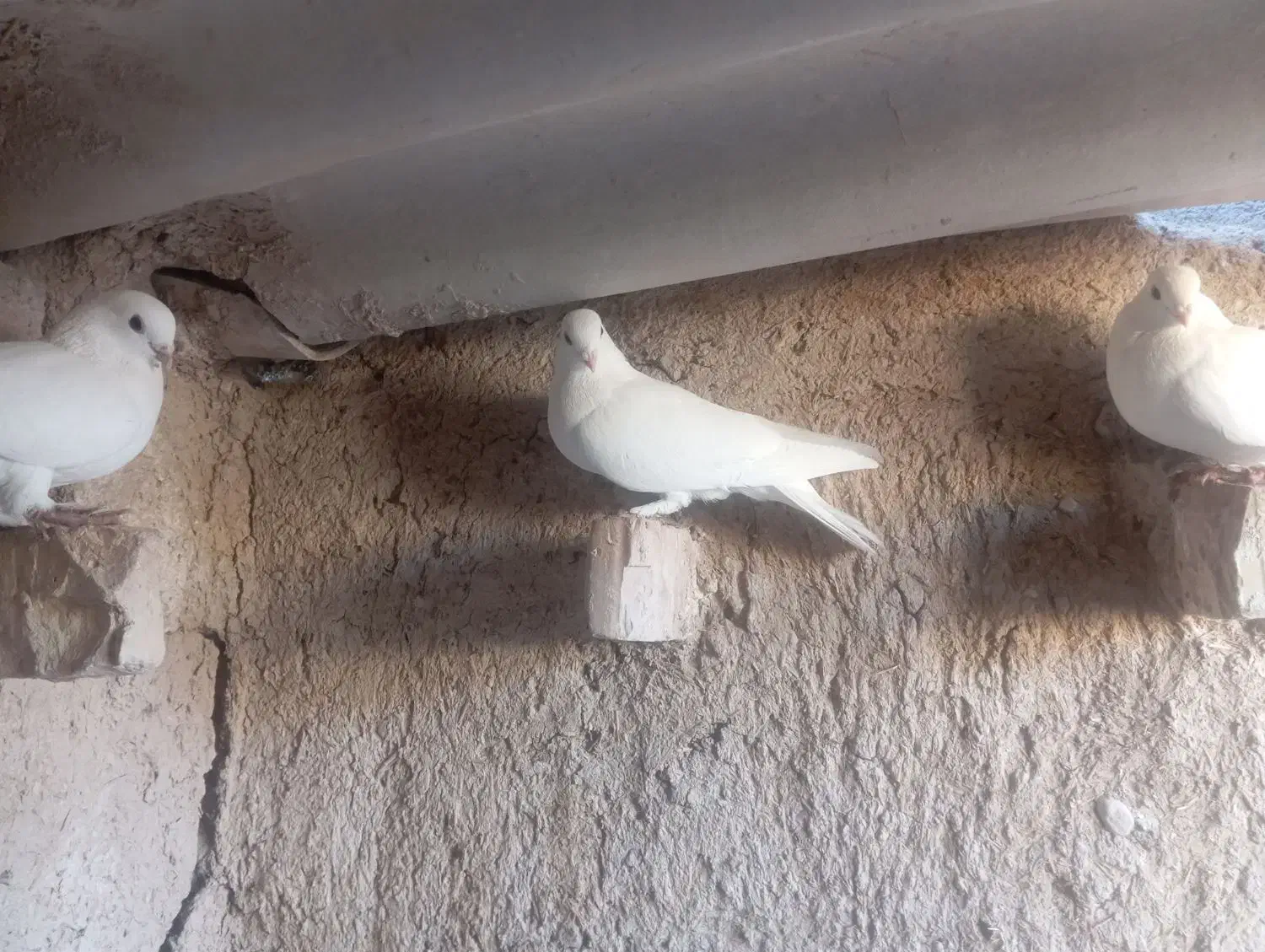 ماده سفید موشی کبوتر|پرنده|فسا, |دیوار