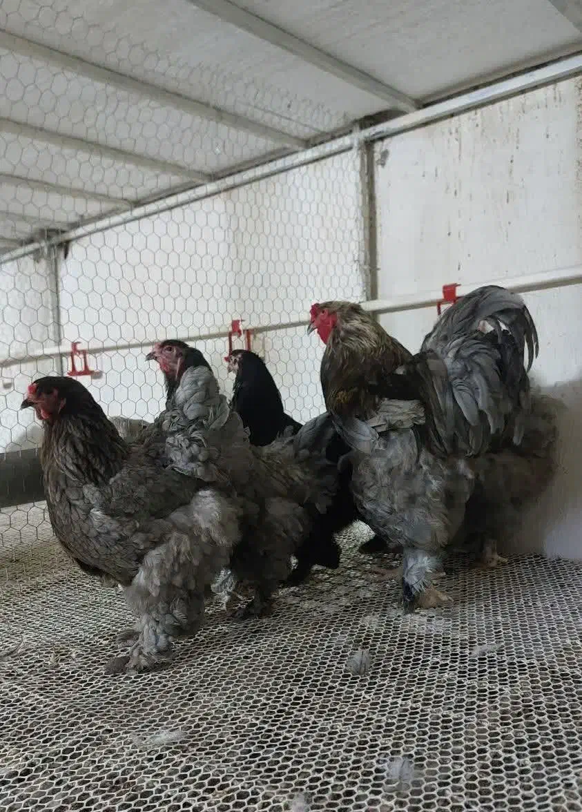 فروش انواع تخم مرغ برهما و ویاندوت (سیلور)|حیوانات مزرعه|قنوات, |دیوار