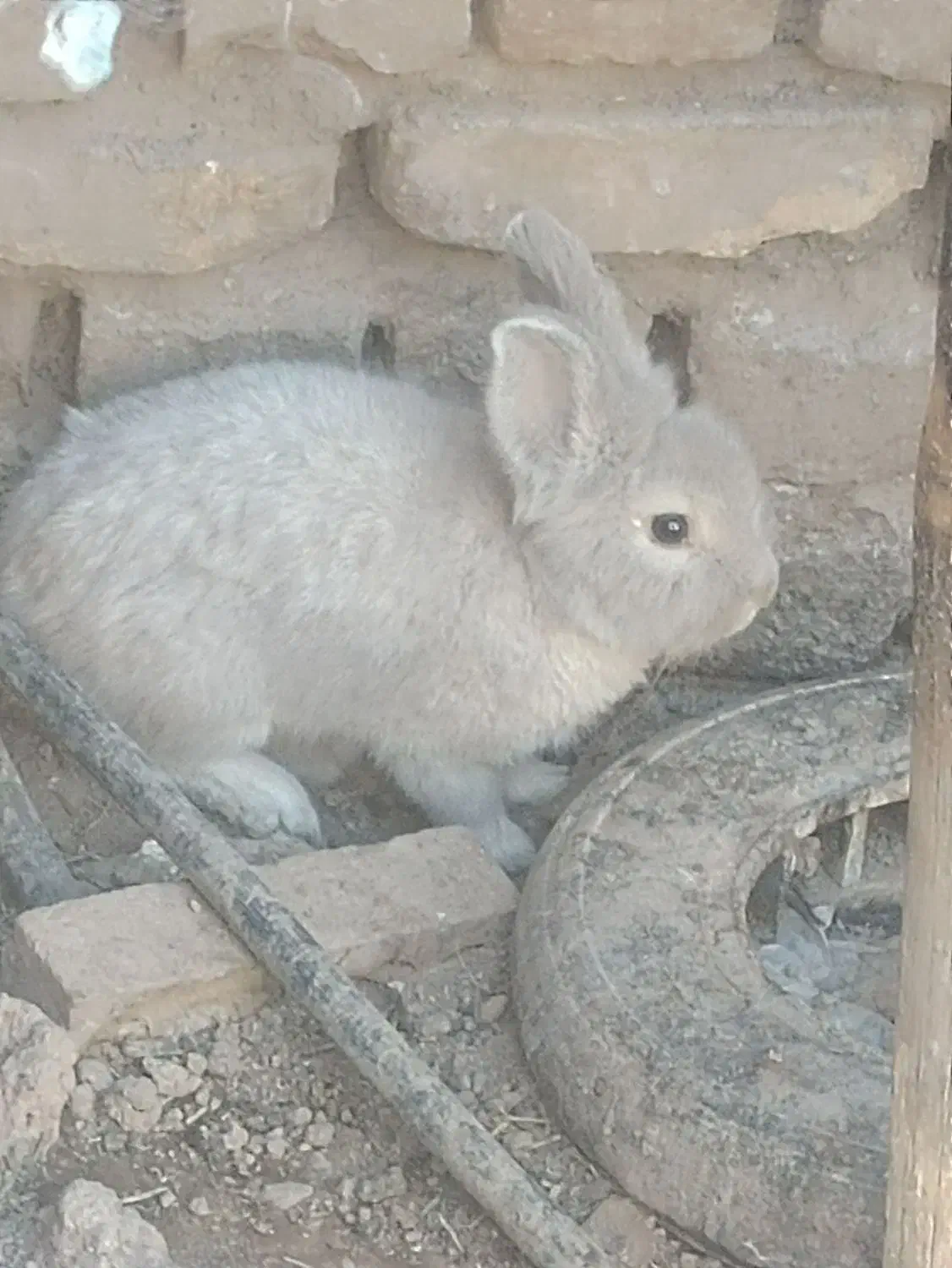 خر گوش|موش و خرگوش|رفسنجان, |دیوار