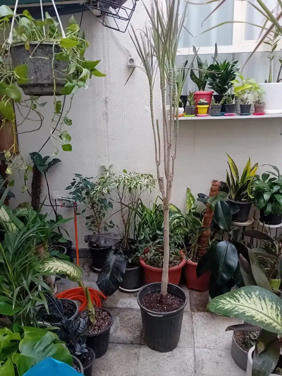 دراسنا|گل و گیاه طبیعی|اندیشه, اندیشه فاز ۱|دیوار