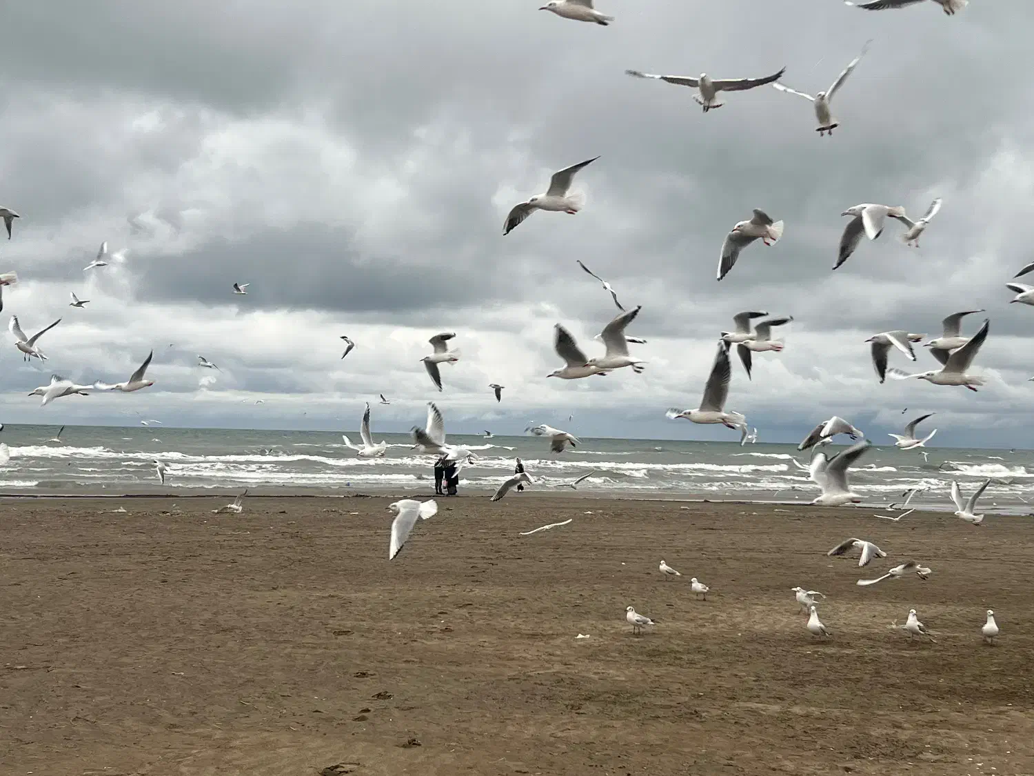 سگ پیدا شده|حیوانات|چهارباغ, |دیوار