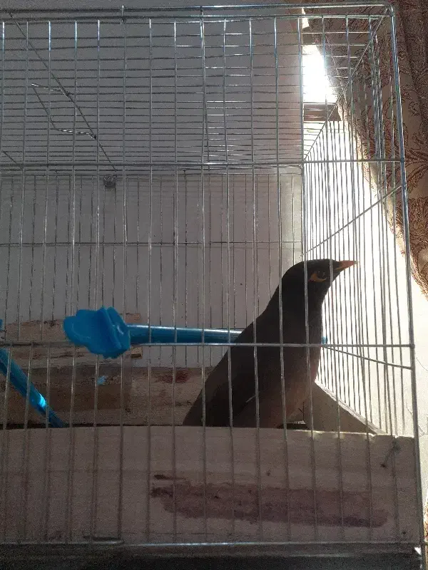 مرغ مینا|پرنده|شهرکرد, |دیوار