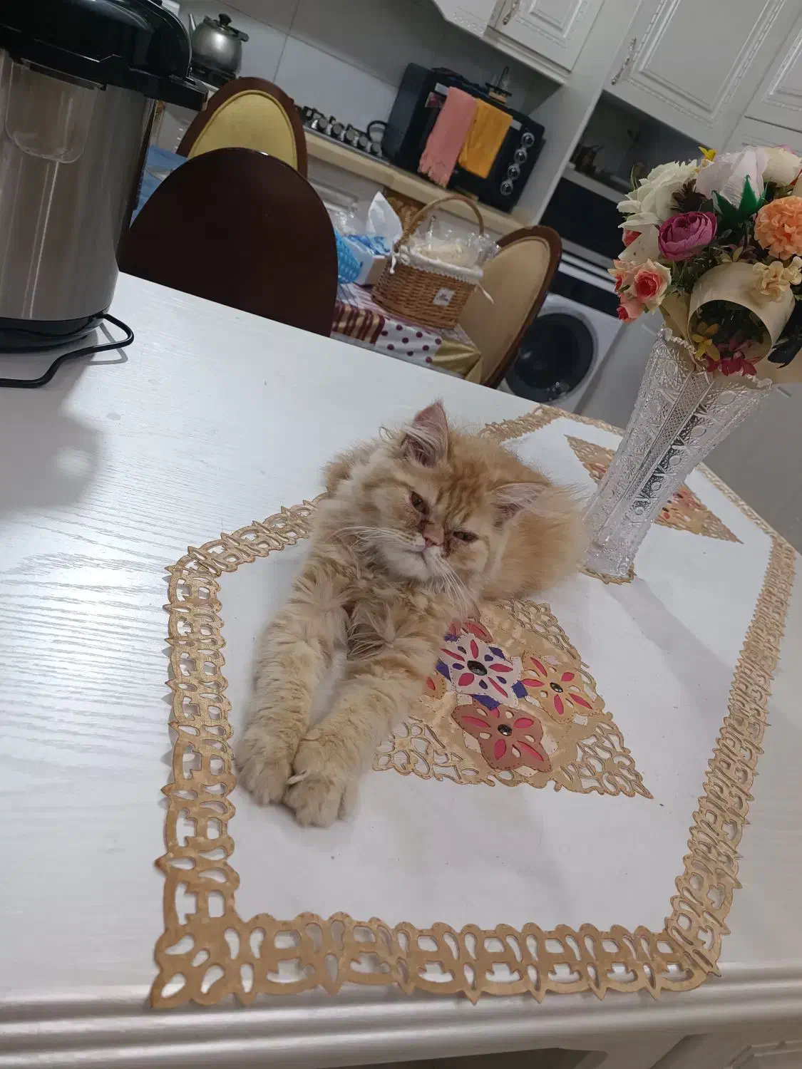 واگذاری گربه گارفیلدی پرشین گلد|گربه|نهبندان, |دیوار