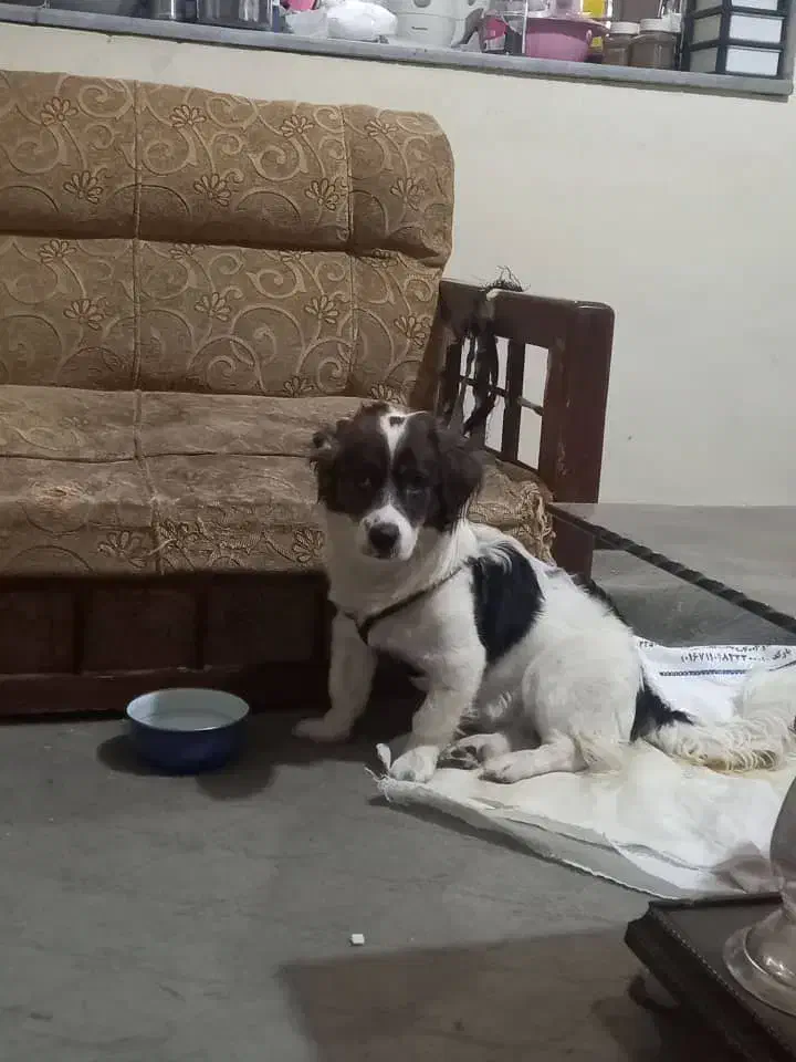 سگ اشپیتز خانگی پاکوتاه|سگ|زاهدان, |دیوار