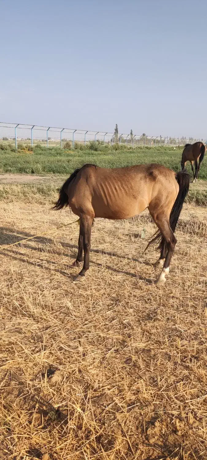 اسب مادیون به همراه کره یکونیم ساله|اسب و تجهیزات اسبسواری|میاندوآب, |دیوار