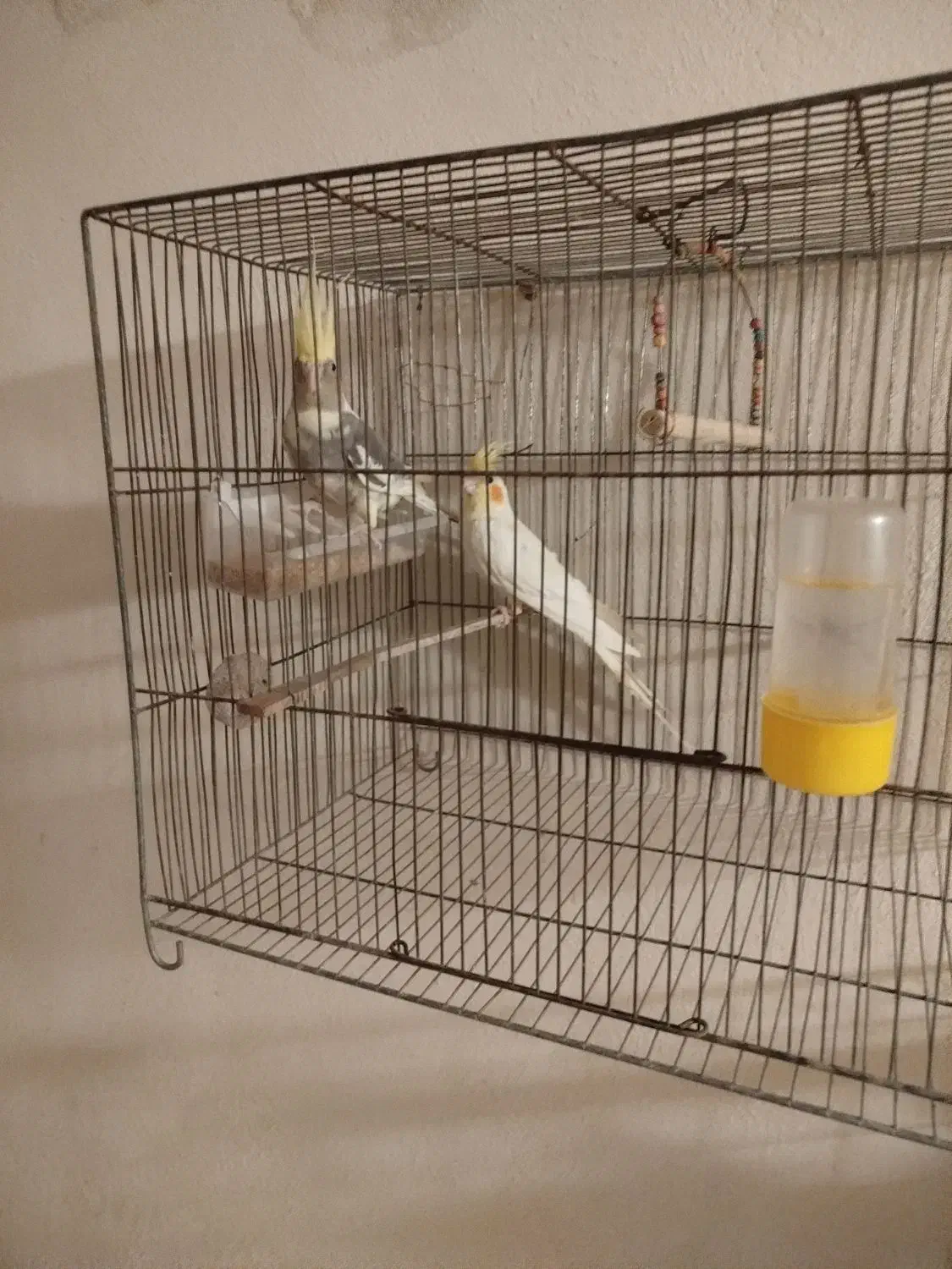 عروس هلندی مولد|پرنده|ساوه, |دیوار