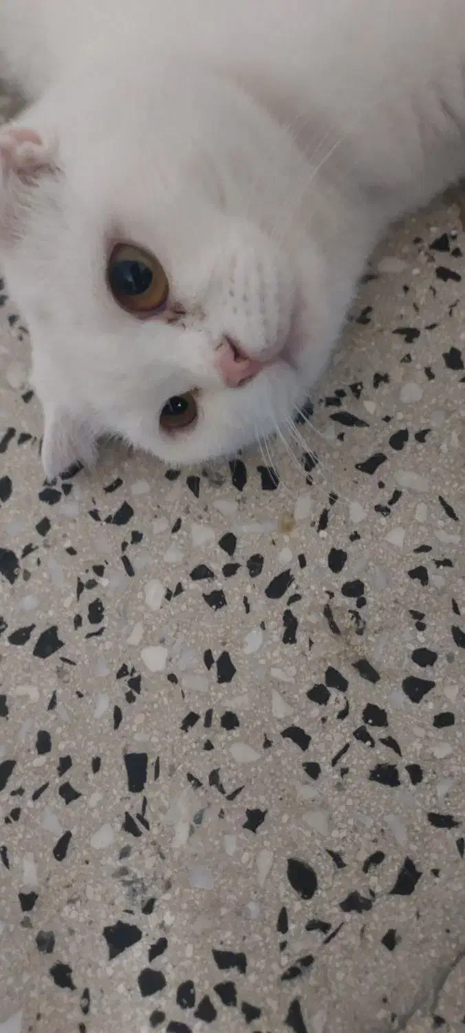 گربه پیشی|گربه|اراک, |دیوار