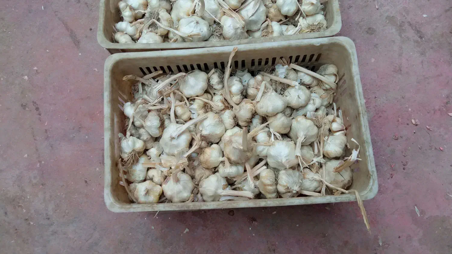سلام فروش سیر درشت بار|عمده‌فروشی|همدان, |دیوار