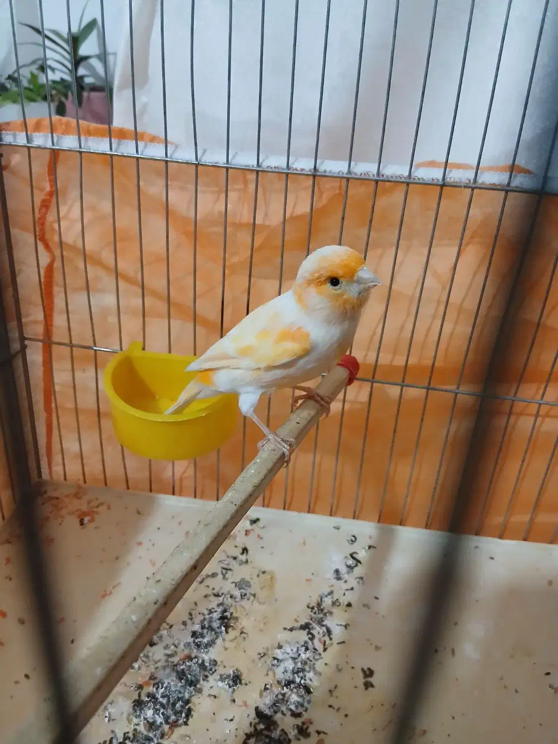 قناری نر پرتقالی یا موزاییکی بخوان|پرنده|قدس, شهرقدس|دیوار