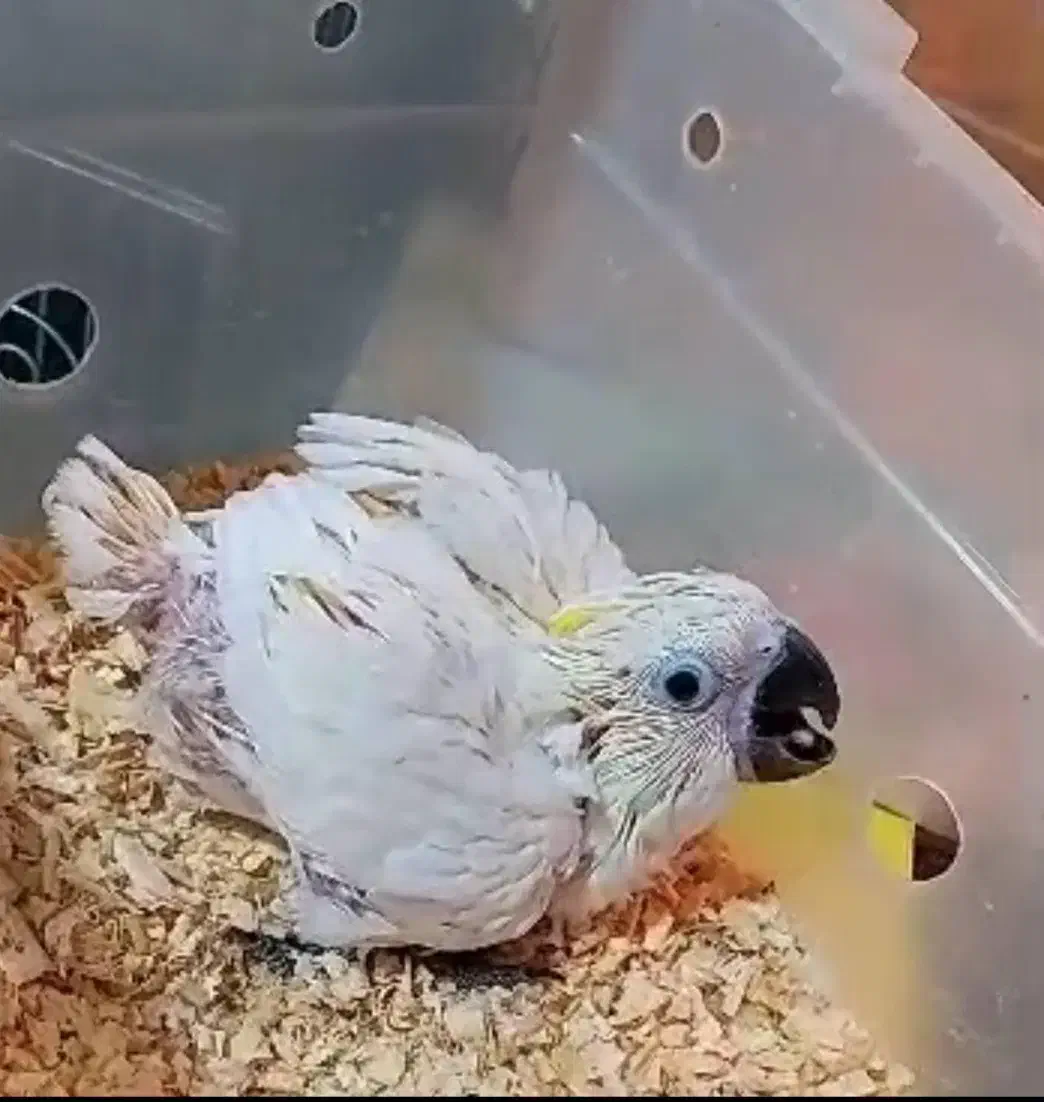 فروش و معاوضه کاسکو و کاکادو|پرنده|تهران, جوانمردان (اندیشه)|دیوار