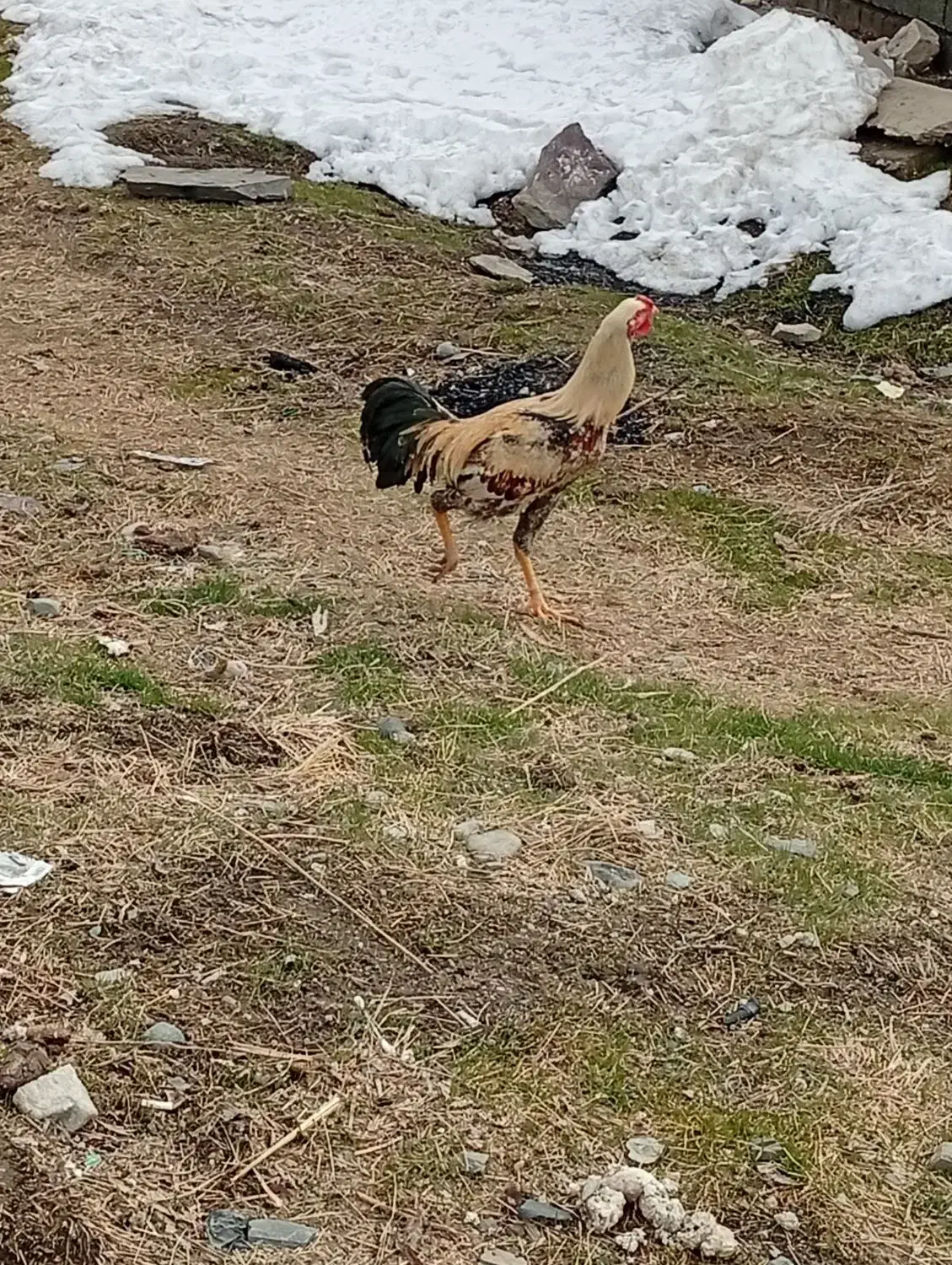 خروس لاری|حیوانات مزرعه|سقز, |دیوار